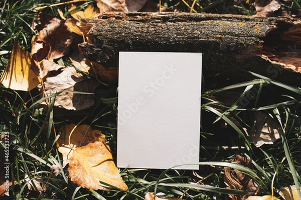 Fototapeta White cards in the autumn forest, near leaves and grass