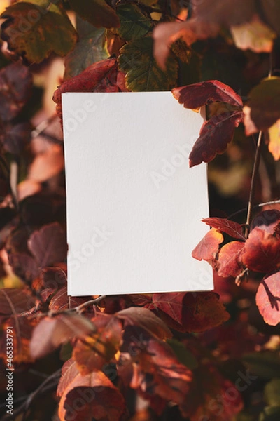 Fototapeta White cards in the autumn forest, near leaves and grass