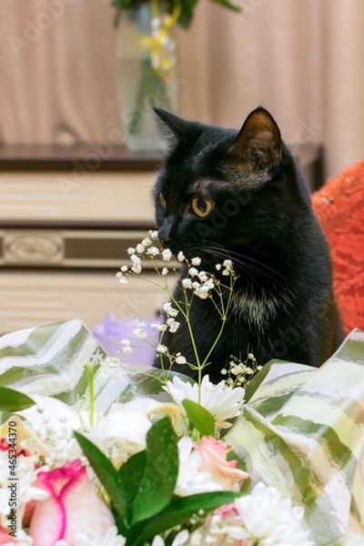 Fototapeta A black cat sniffs small white flowers in a bouquet.
