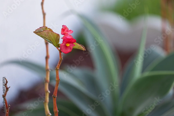 Obraz flower plant nature