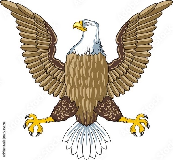 Obraz American bald eagle Vector