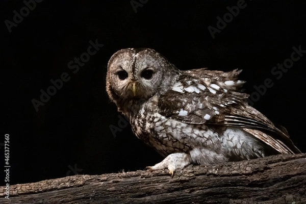 Fototapeta Owl perched on a branch in the forest at night.