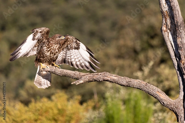 Fototapeta Buzzard perching on a branch with open wings.