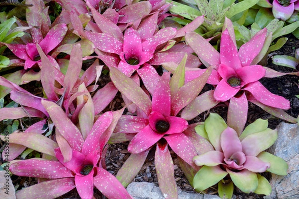 Fototapeta succulent