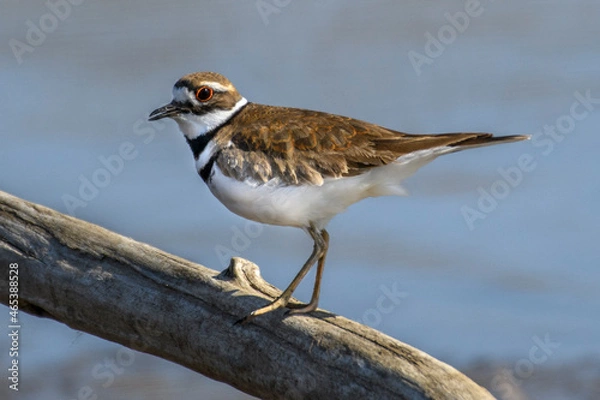 Fototapeta Killdeer on a Branch