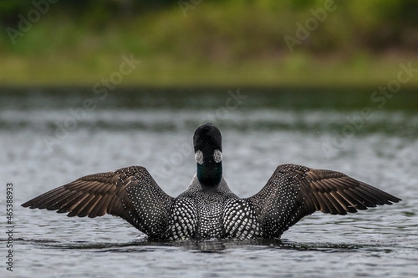 Fototapeta Loon Wingstretch