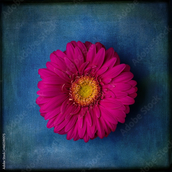 Obraz pink flower on blue Background 