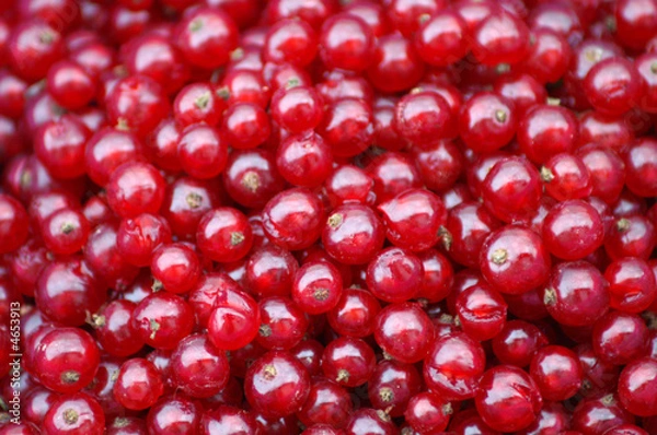 Fototapeta red currants