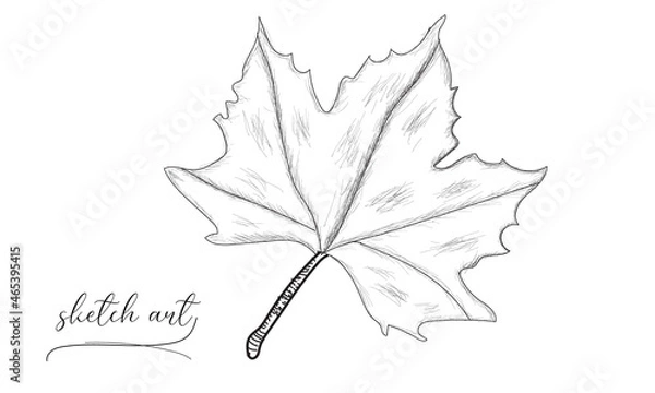 Obraz Beautiful leaf sketch vector art illustration. 