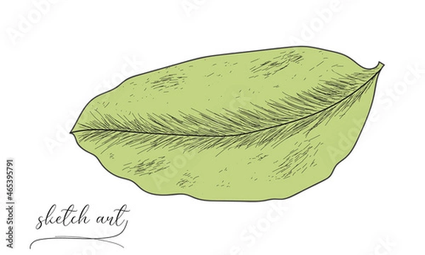 Obraz Leaf sketch art vector illustration. 