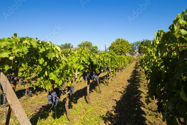 Fototapeta Sicilian wine agriculture farm at the foot of Etna volcano. Scenic views of grape plant rows. Sunny photo good for touristic travel agency booklet, vineyard poster, agriculture website or magazine.