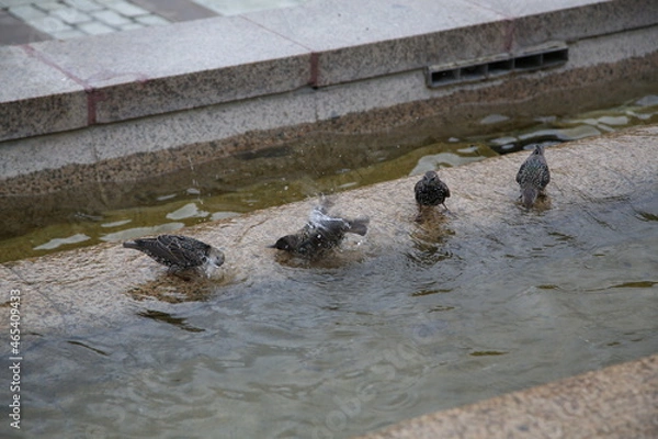 Fototapeta pigeons on the river