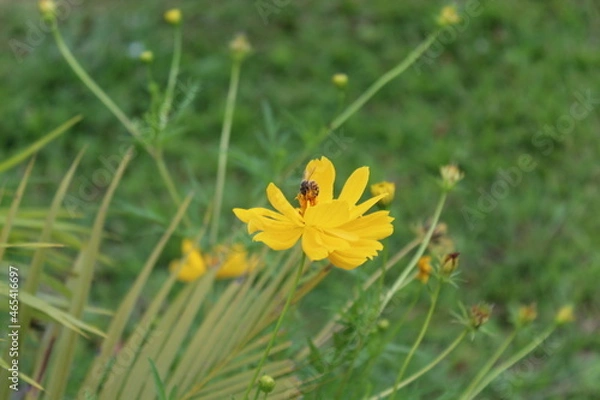 Fototapeta Abeja en flor