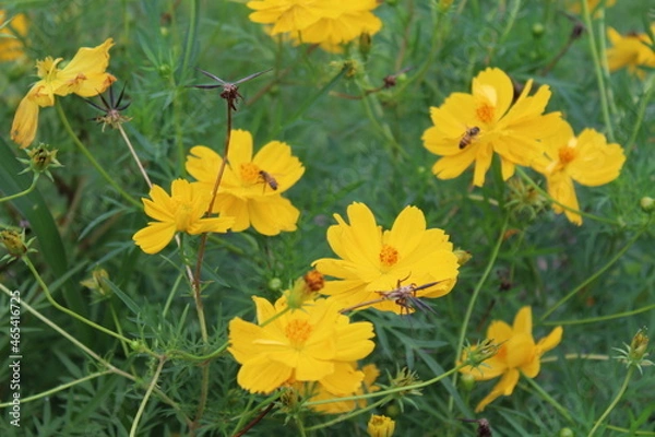 Fototapeta Flor amarilla