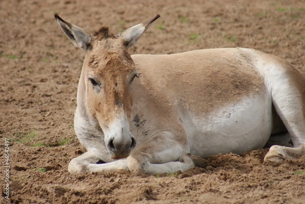 Fototapeta Onager - Equus hemionus