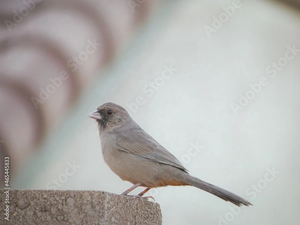 Obraz Abert's towhee bird on a brick wall