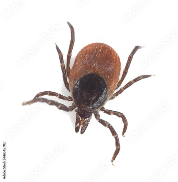 Obraz Tick isolated on white background, extreme close-up