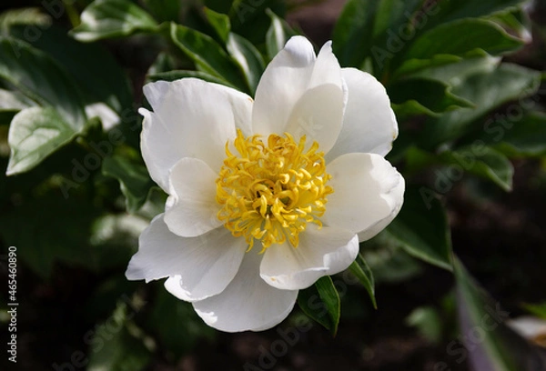 Fototapeta white flower with yellow middle close-up