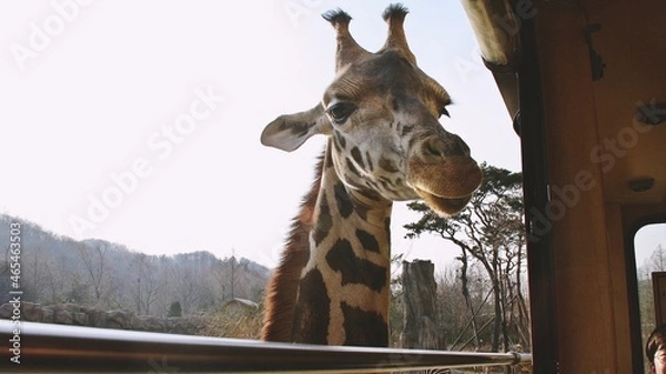 Obraz A giraffe at the zoo is watching.