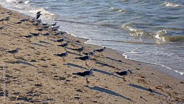 Obraz garzas en la playa
