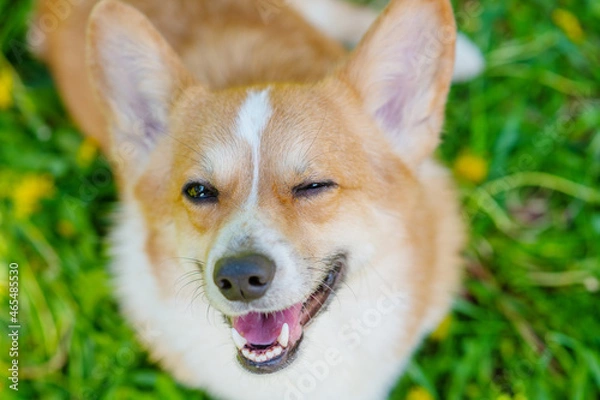 Fototapeta Dog corgi breed looking upwards into the lens of the camera funny winking on a background of green grass