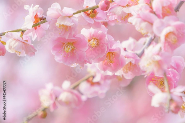 Fototapeta ピンクのしだれ梅