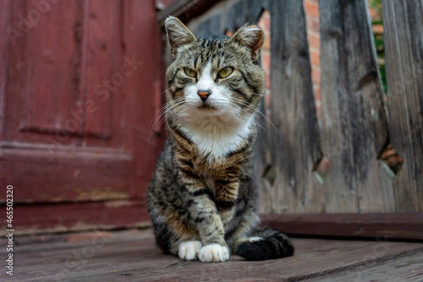 Obraz A very serious three-legged cat is sitting on the porch of a country house