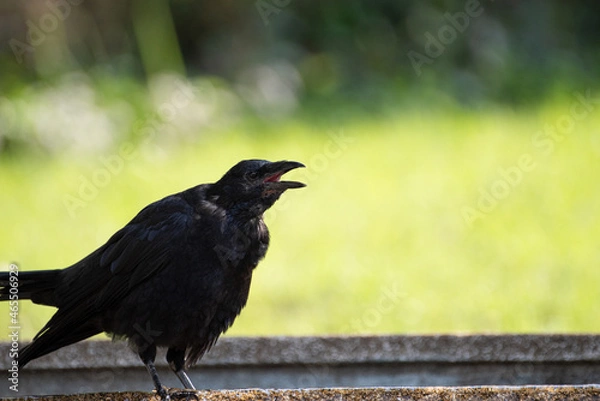 Fototapeta カラス
