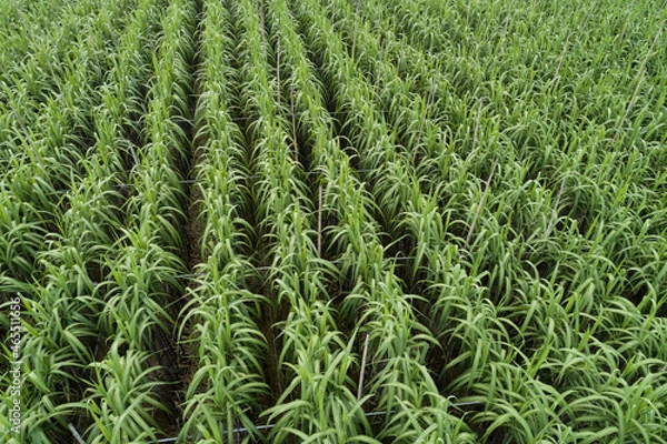 Fototapeta Aerial view of sugarcane plants growing at field