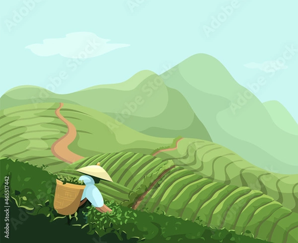 Fototapeta Chinese tea plantation, vector landscape of mountains, tea fields, man collects tea, colorful mountains