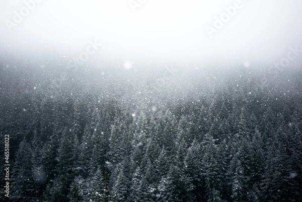 Fototapeta fog in the forest