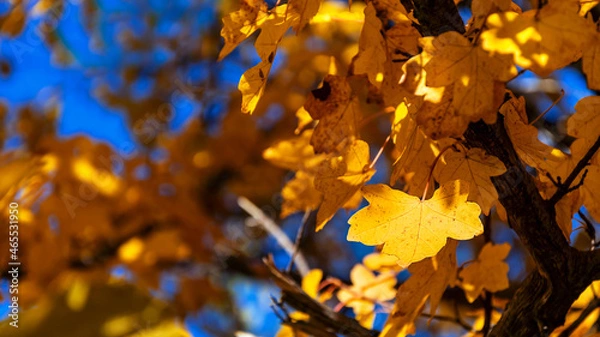 Obraz Autumn leaves on a beautiful sunny day