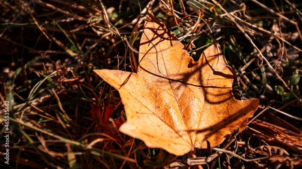 Obraz Autumn leaves on the ground