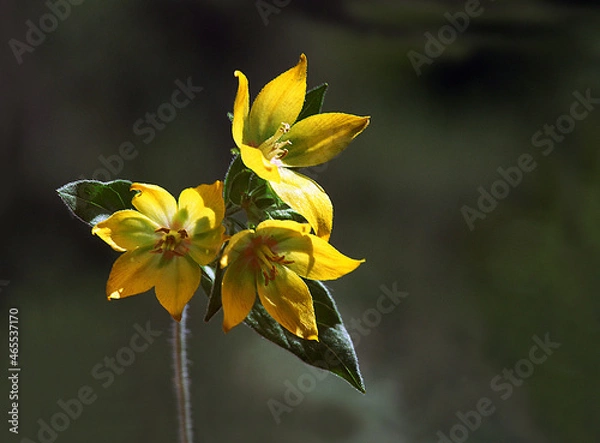 Fototapeta Beauty of the color yellow is of course undeniable, so the yellow on a flower is of course equally flawless.