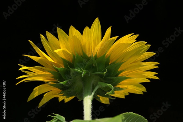 Fototapeta Beauty of the color yellow is of course undeniable, so the yellow on a sunflower is of course equally flawless.