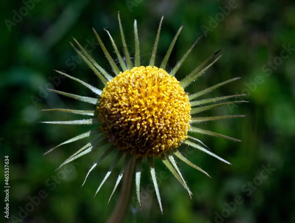 Fototapeta Beauty of the color yellow is of course undeniable, so the yellow on a sunflower is of course equally flawless.