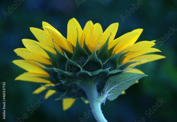 Fototapeta Beauty of the color yellow is of course undeniable, so the yellow on a sunflower is of course equally flawless.