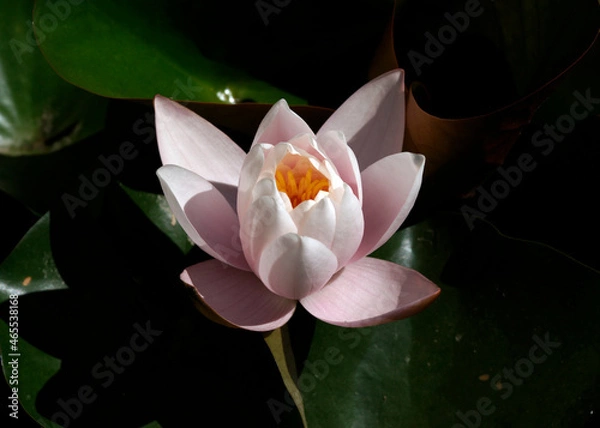 Fototapeta Pink water lily (Nymphaea Peach glow) with blurred background e, can be used as a greeting card