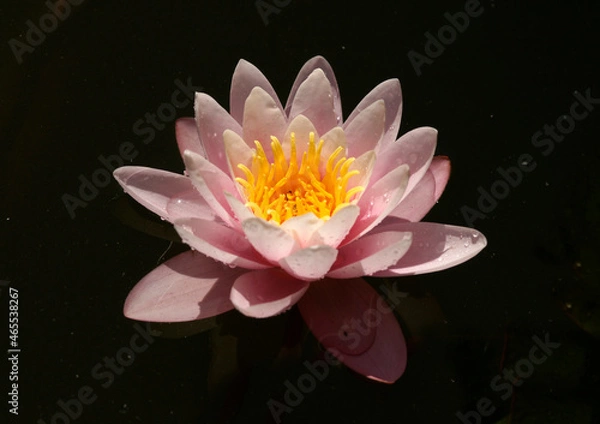 Fototapeta Pink water lily (Nymphaea Peach glow) with blurred background e, can be used as a greeting card
