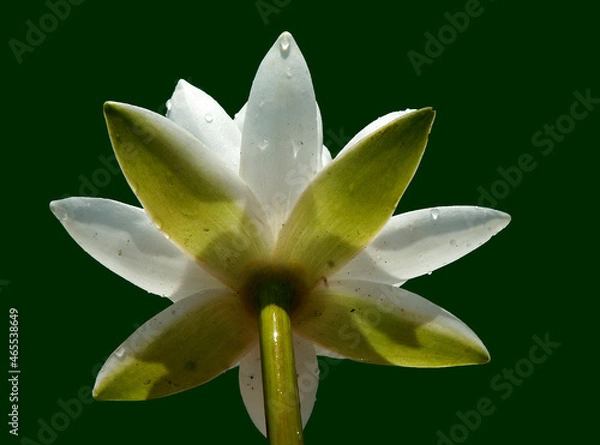 Fototapeta Pink water lily (Nymphaea Peach glow) with blurred background e, can be used as a greeting card