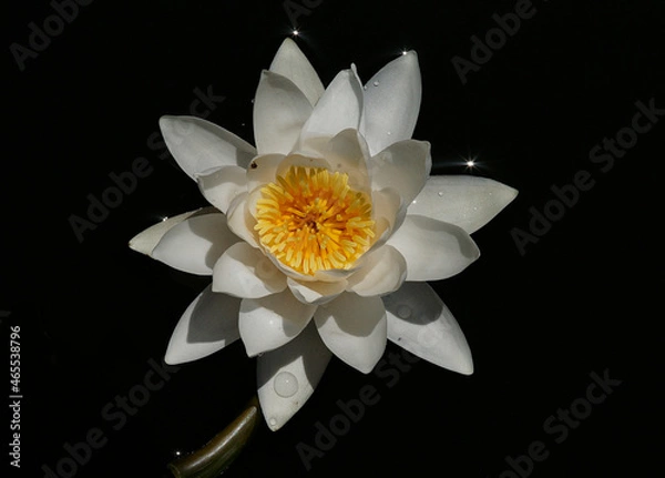 Fototapeta Pink water lily (Nymphaea Peach glow) with blurred background, can be used as a greeting card