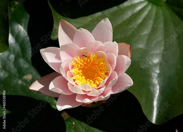 Fototapeta Pink water lily (Nymphaea Peach glow) with blurred background e, can be used as a greeting card