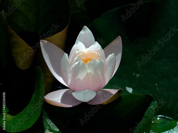 Fototapeta Pink water lily (Nymphaea Peach glow) with blurred background e, can be used as a greeting card