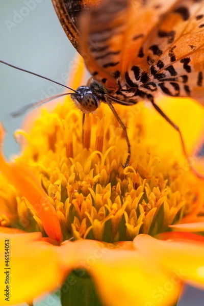 Obraz Leopard Lacewing Butterfly