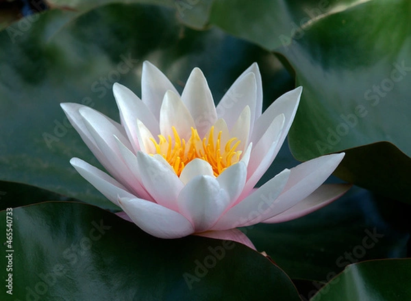 Fototapeta Pink water lily (Nymphaea Peach glow) with blurred background e, can be used as a greeting card