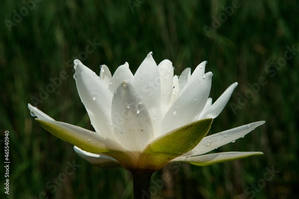Fototapeta Pink water lily (Nymphaea Peach glow) with blurred background e, can be used as a greeting card