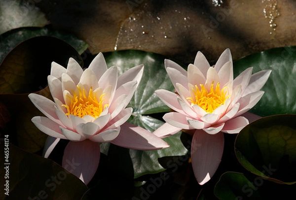 Fototapeta Pink water lily (Nymphaea Peach glow) with blurred background e, can be used as a greeting card