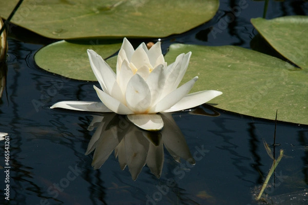Fototapeta Pink water lily (Nymphaea Peach glow) with blurred background e, can be used as a greeting card