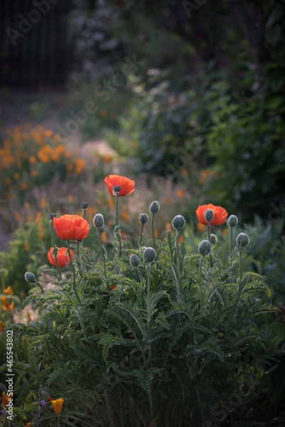 Fototapeta Poppies in garden