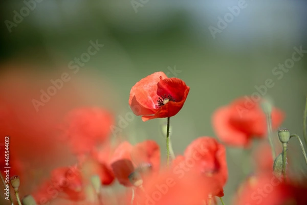 Fototapeta Poppy in field